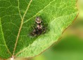 /album/salticidae/macaroeris-nidicolens-1-jpg/